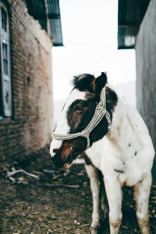 there is a donkey that is standing outside