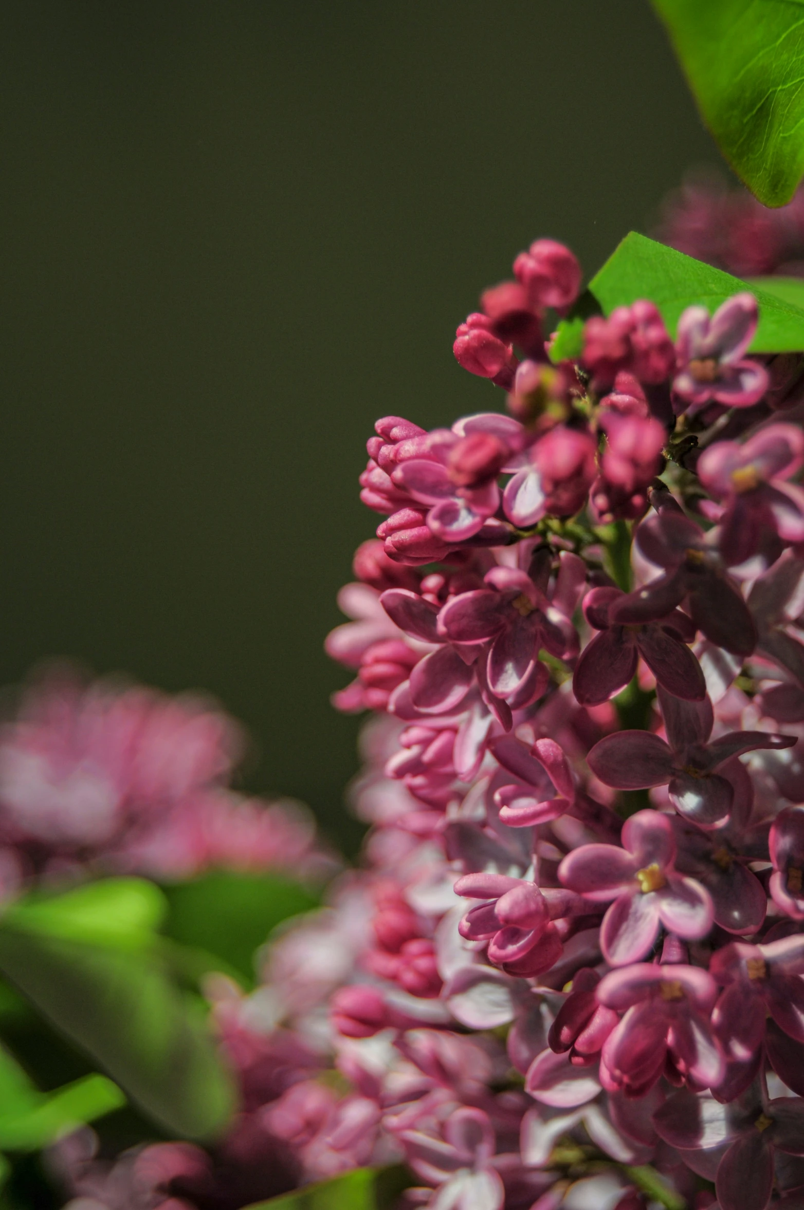 closeup view of purple lilacs with green leaves