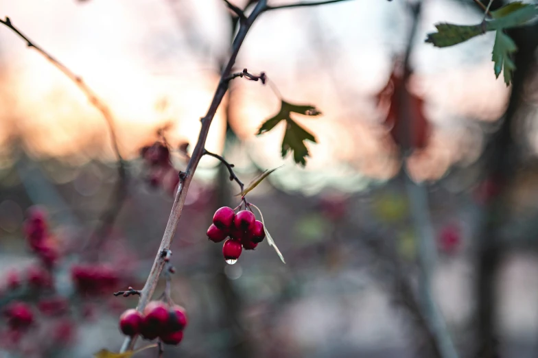 some red berries hanging on a tree limb