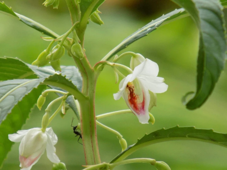 the little insect is sitting on the flower and is looking at it