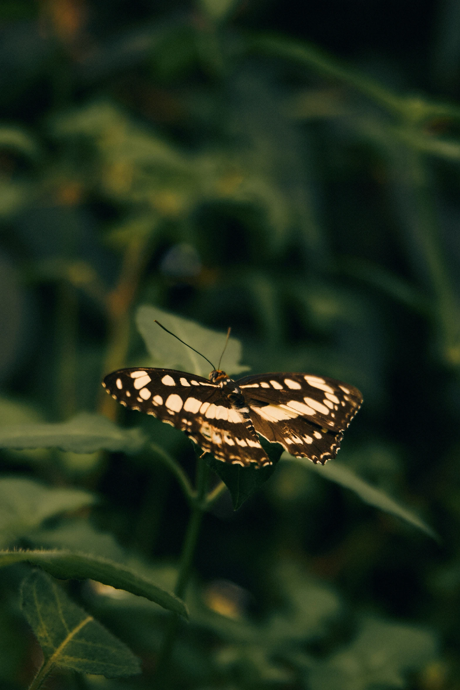 two erflies sitting on the tops of some green plants