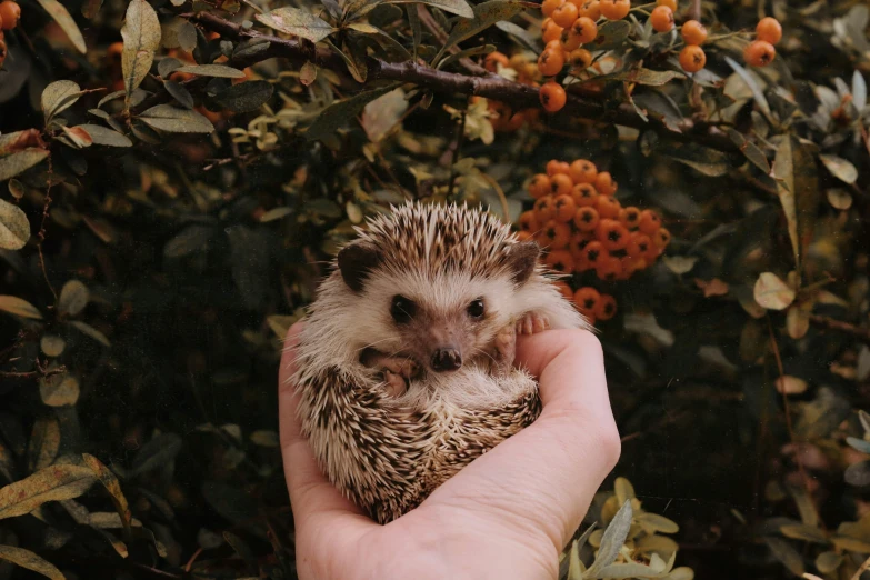 a hedge sits on its owner's hand outside