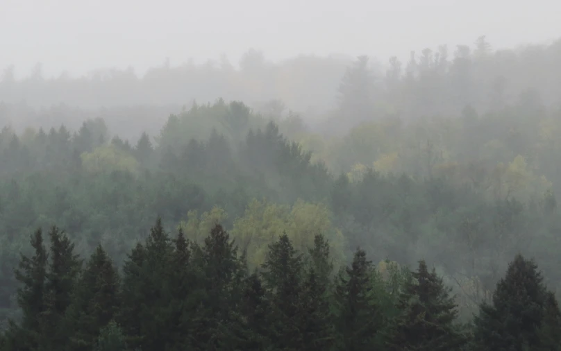 an airplane flying above a forest of trees