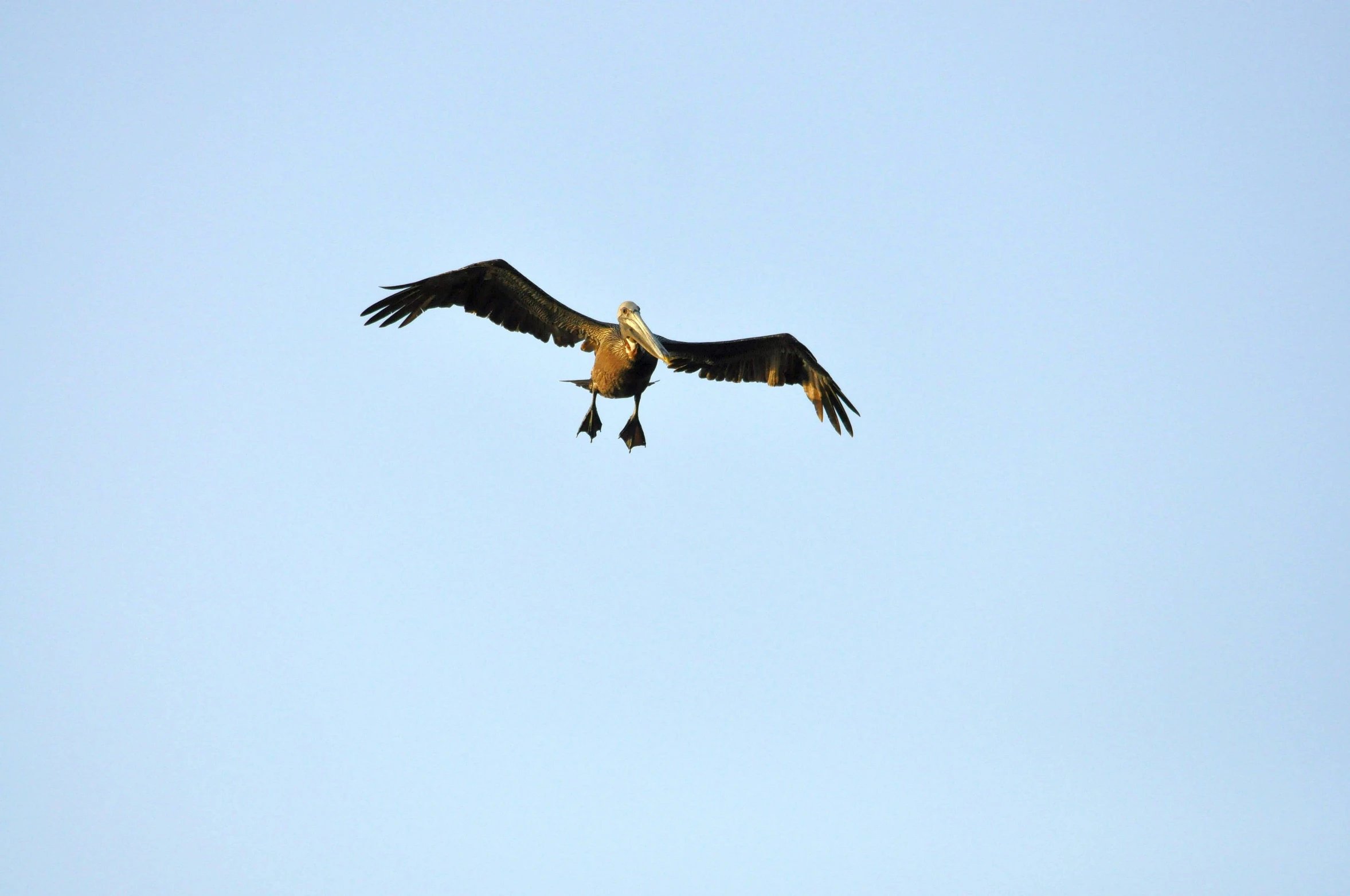 an adult bird flying in the sky on a clear day