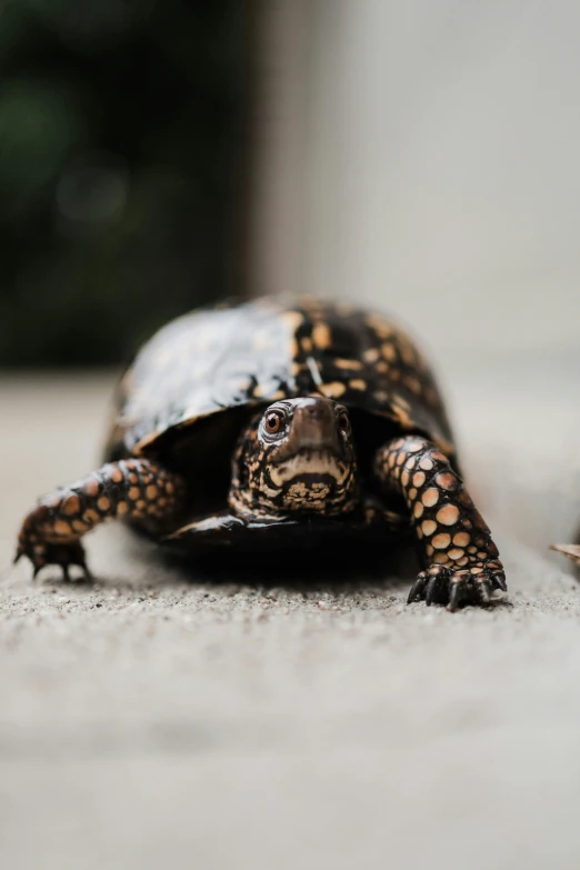 a tortoise turtle on concrete is looking around