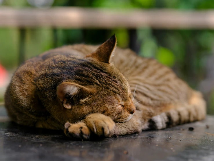 a cat sleeping on top of cement