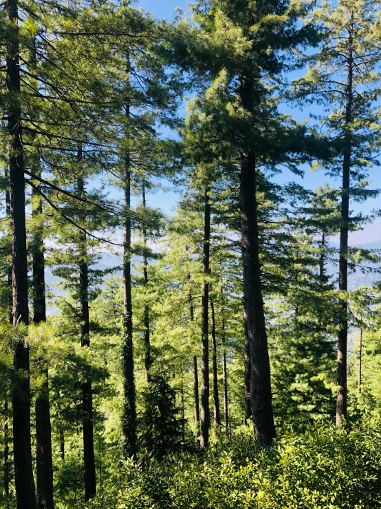 a forest filled with lots of tall trees