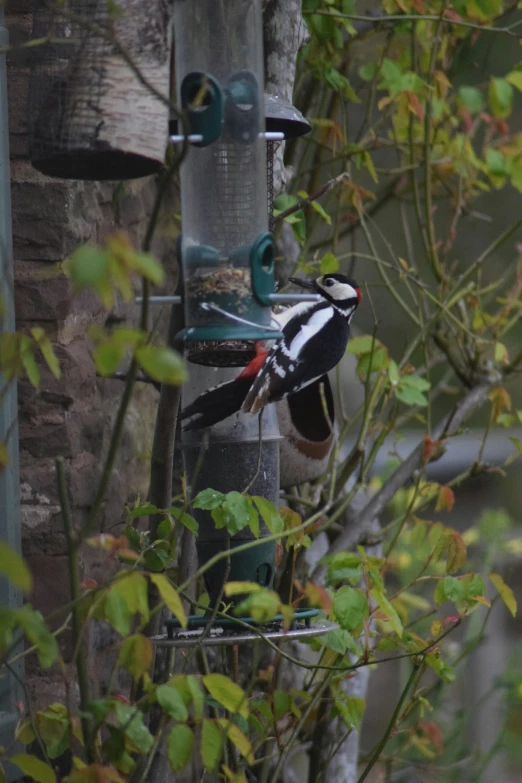 a bird is perched on a bird feeder in a tree