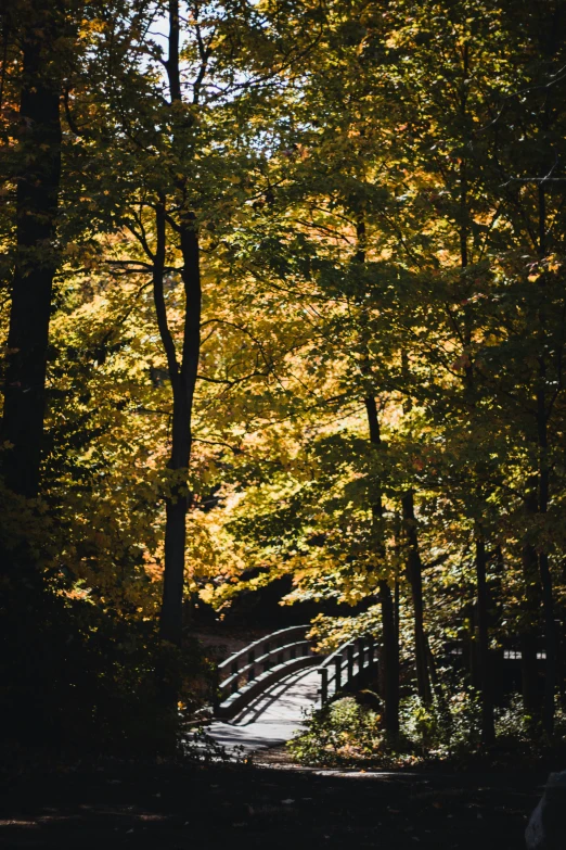 a bridge in the woods in autumn