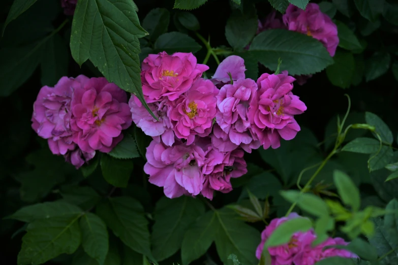 the flowers are pink and green in the woods