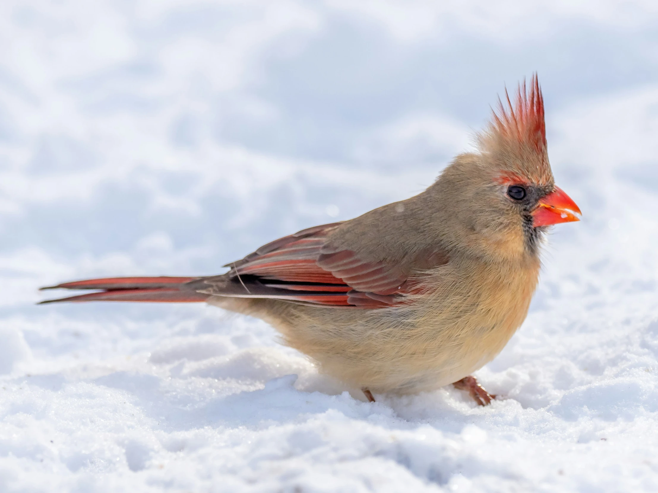 a bird with red hair is sitting in the snow