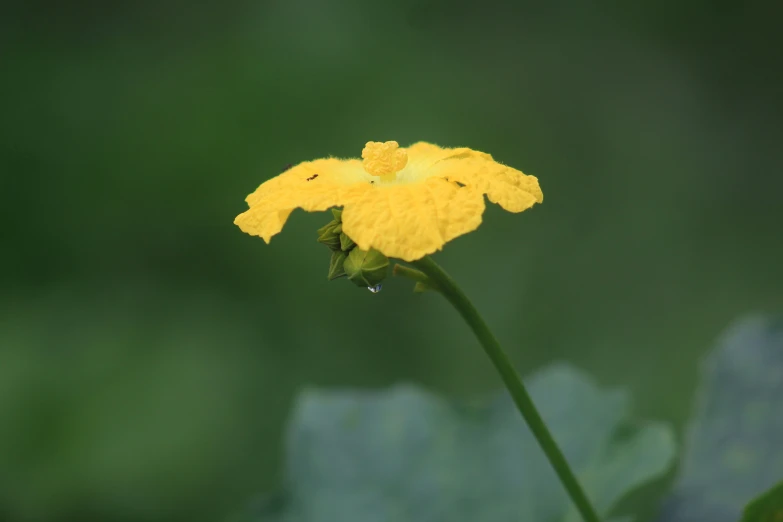 a yellow flower is standing out in the sun