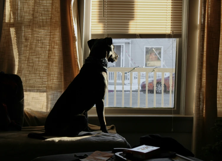 a dog sitting on a bed in front of a window