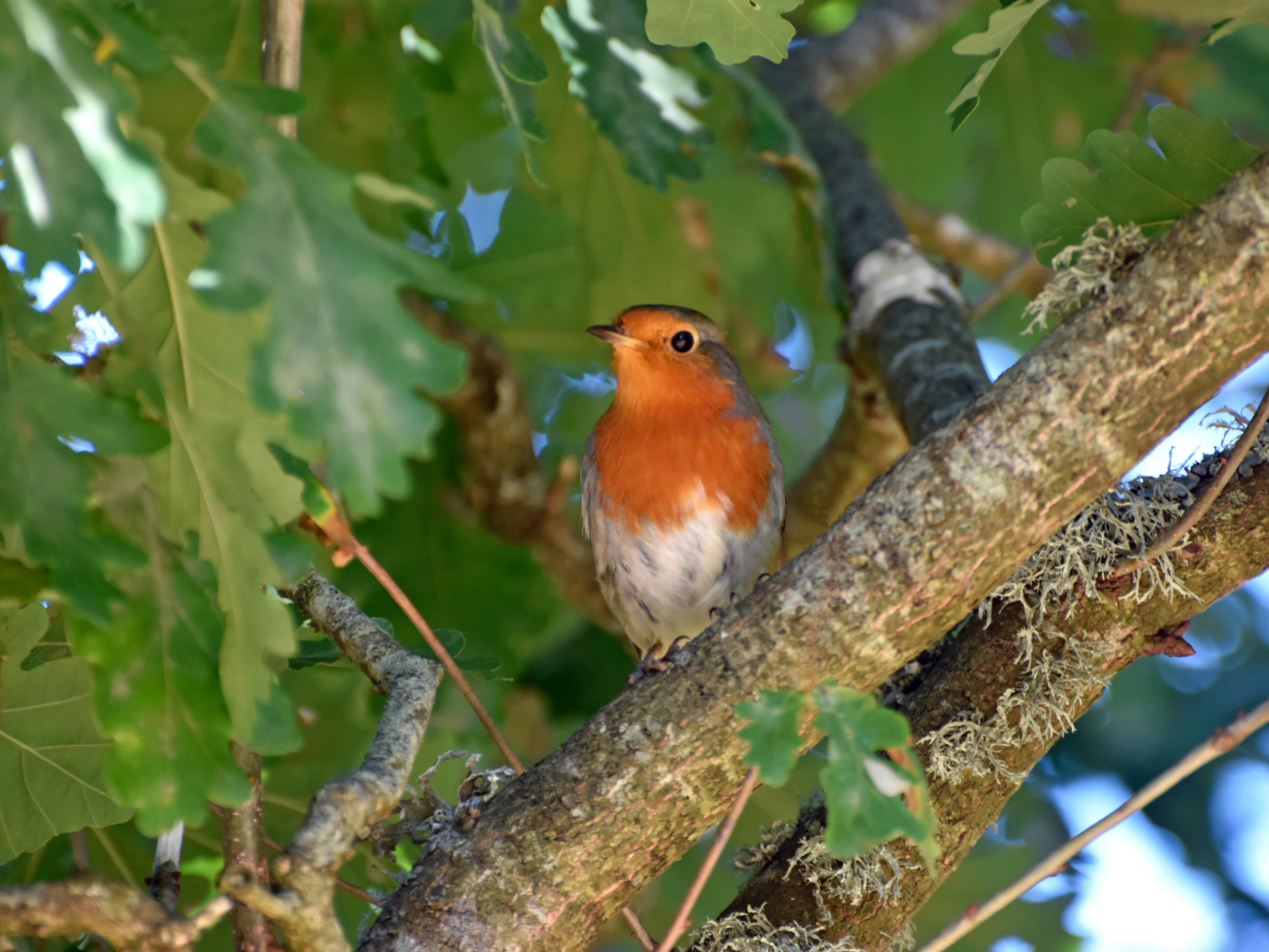 there is a small bird perched in a tree