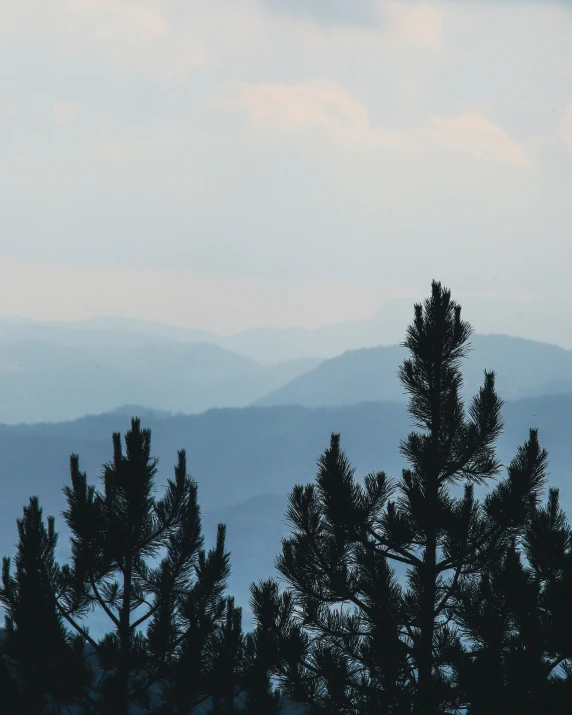 pine trees are silhouetted against the distant mountains