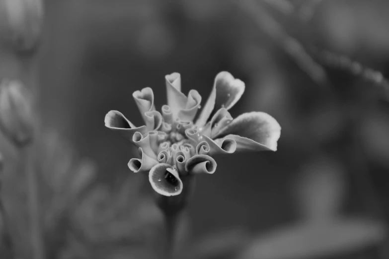 a close up of a white flower with many staland