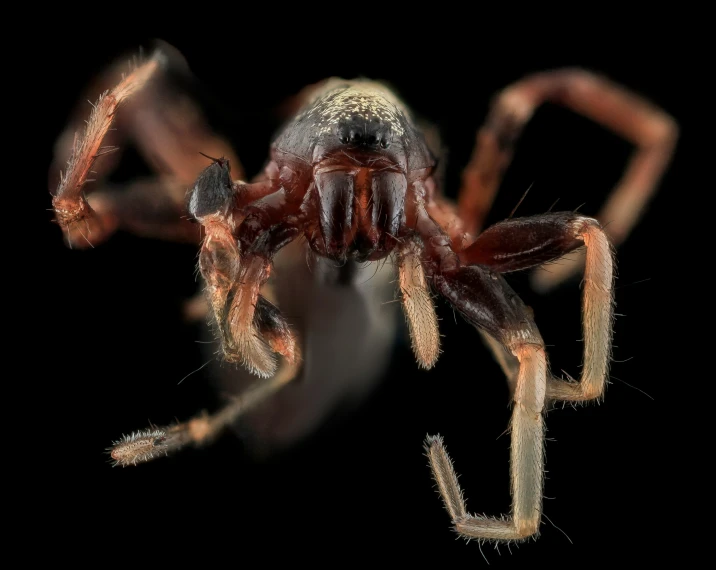 the underside of a large spider with large antennae