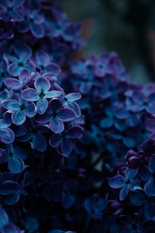 a closeup image of blue flower stalks in color