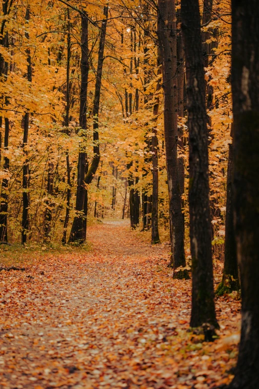 a forest filled with trees covered in fall leaves