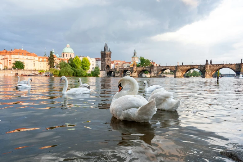 there are two white swans standing in the water