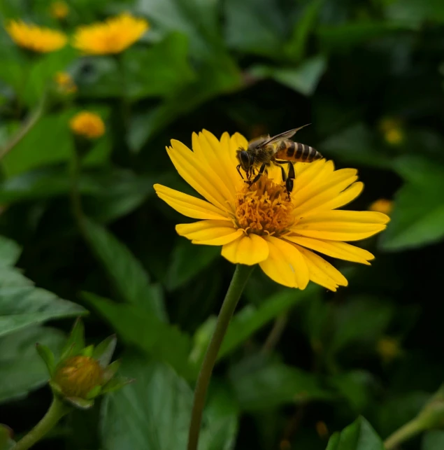 a bee collecting pollen from a yellow flower