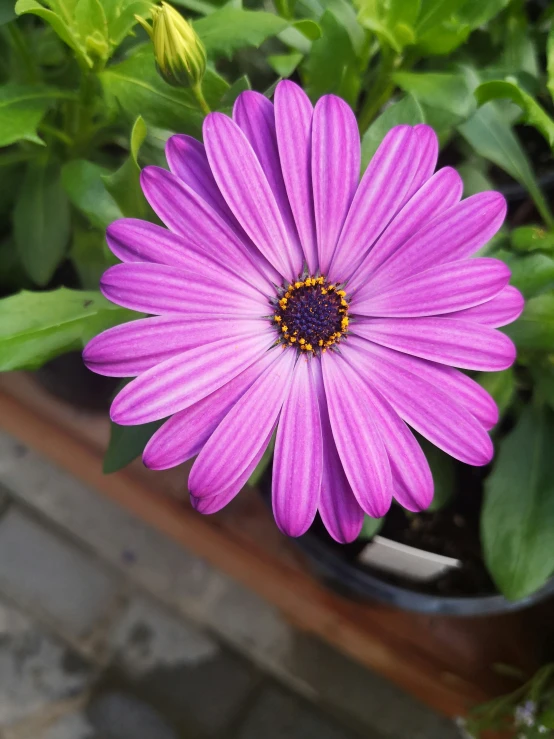 a purple flower with a white center and yellow center in a pot