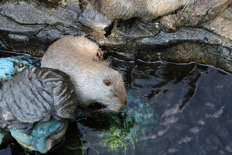 a brown animal standing next to a body of water