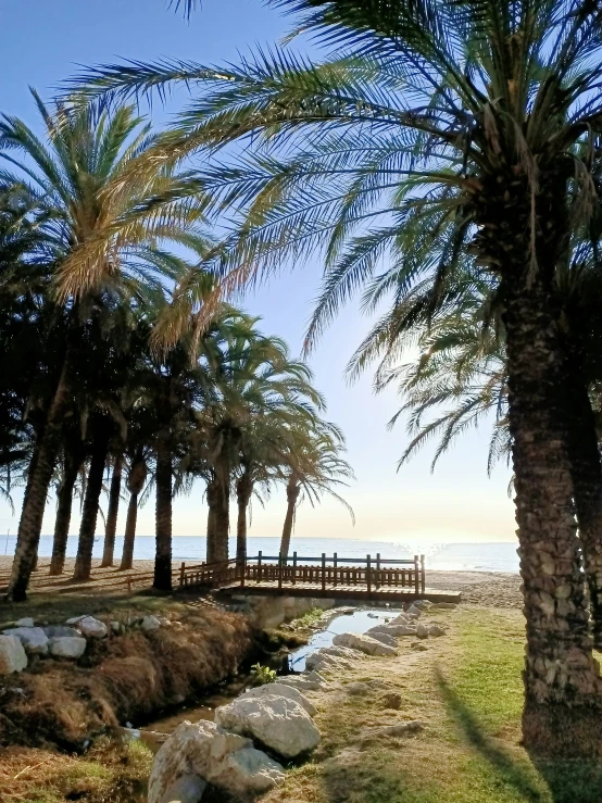 palm trees and water at the beach on a sunny day