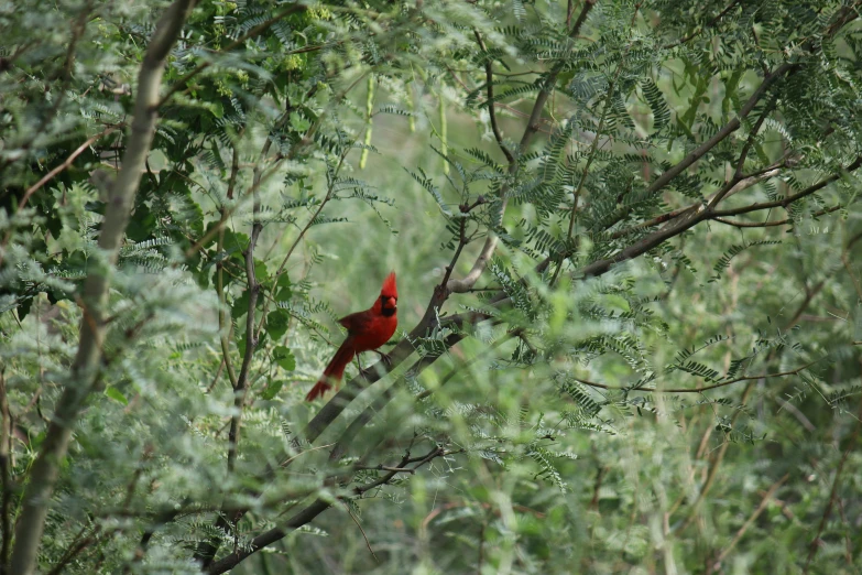 a small red bird sits in the midst of green foliage