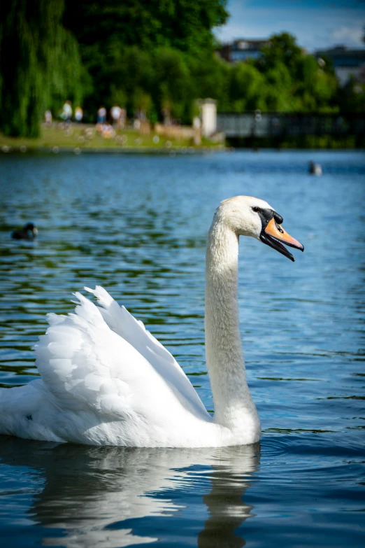 the large swan is in the water with it's head on its back