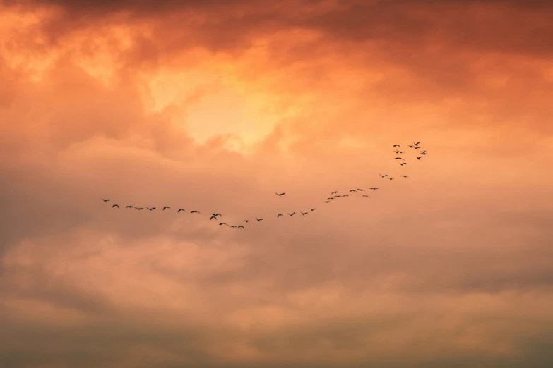 birds flying in formation over orange clouds in sunset