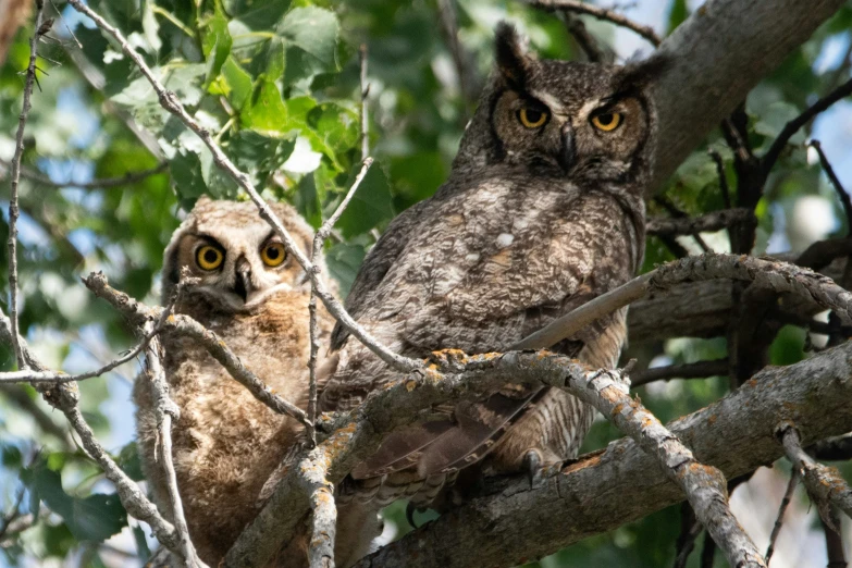 two owls sitting on a tree nch, one looking at the camera