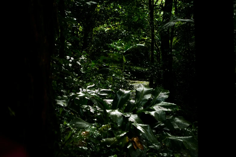 a blurry pograph of green ferns in a jungle