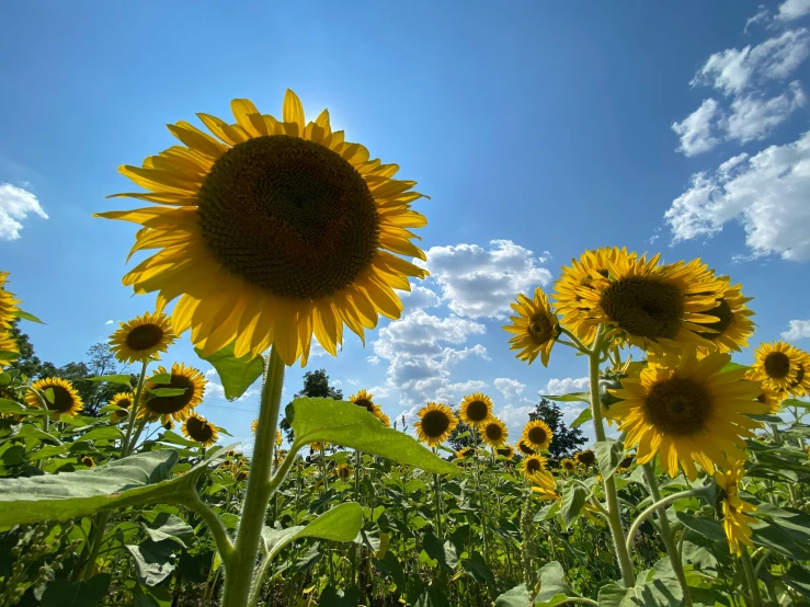 a sunflower is in the middle of a field