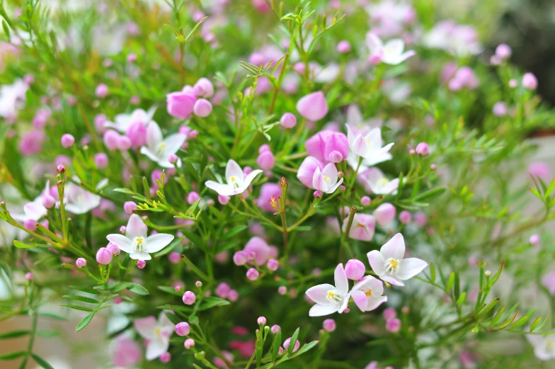 some small pink and white flowers in a vase