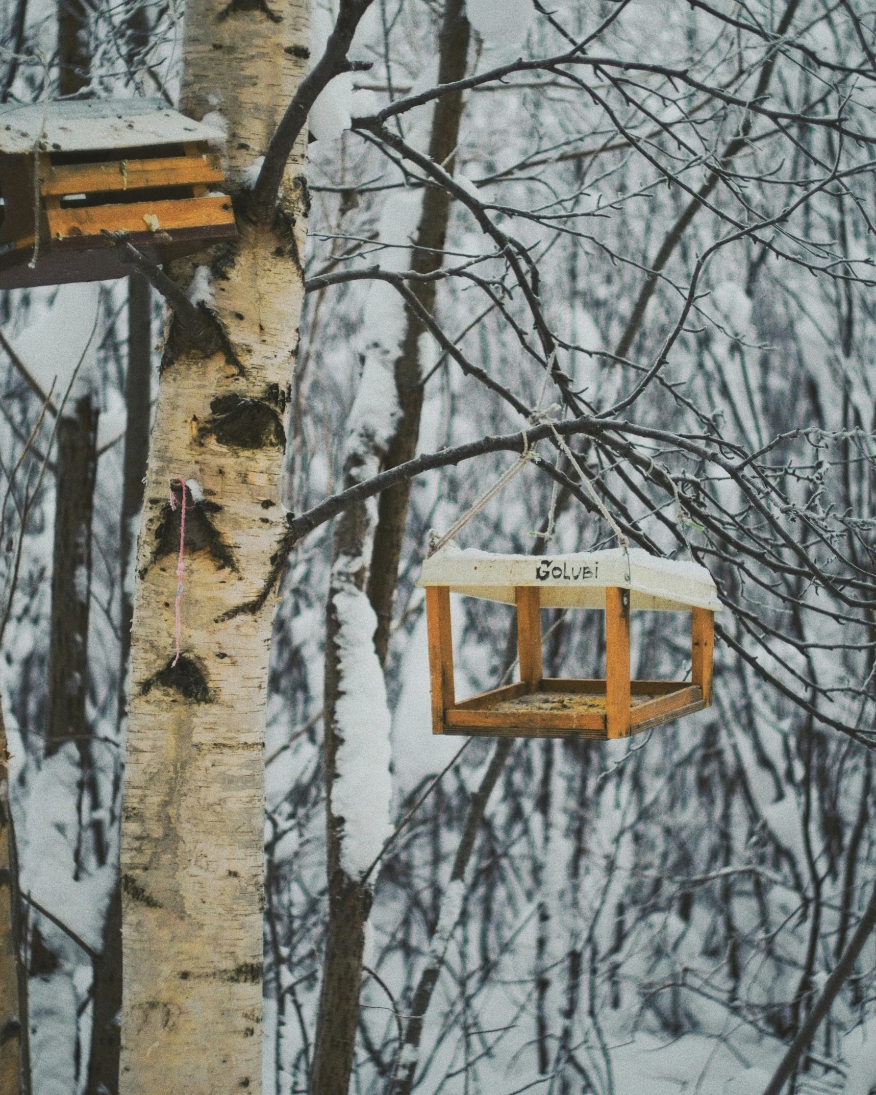 an empty bird house attached to a tree in a wooded area