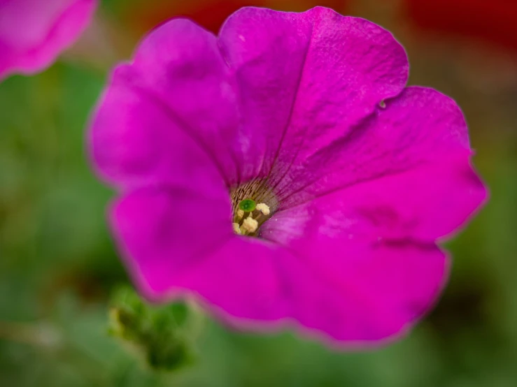 a close up of the centre and center flower