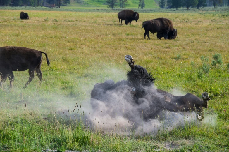 a group of bison standing around in the grass