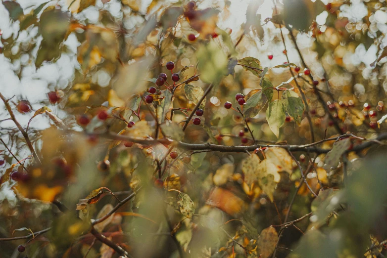 red berries are growing on the nches of a tree