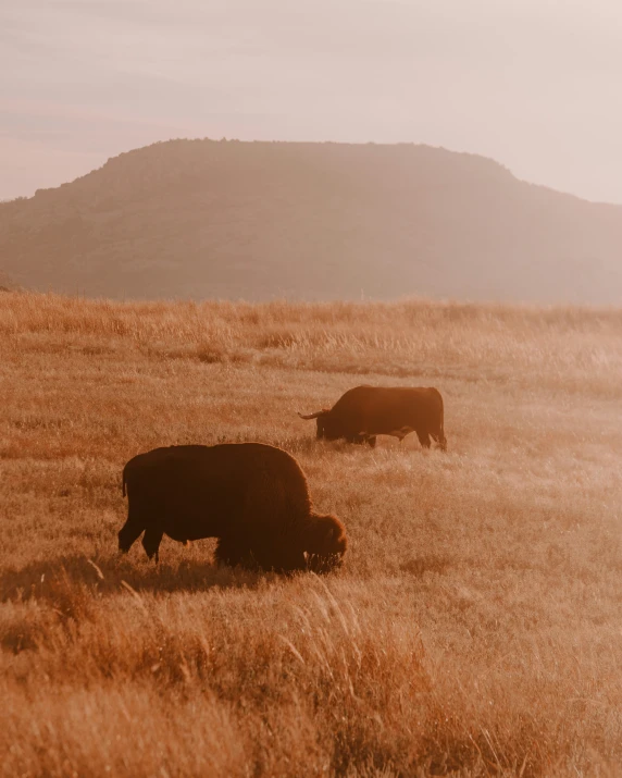 two black cows grazing on the dry grass