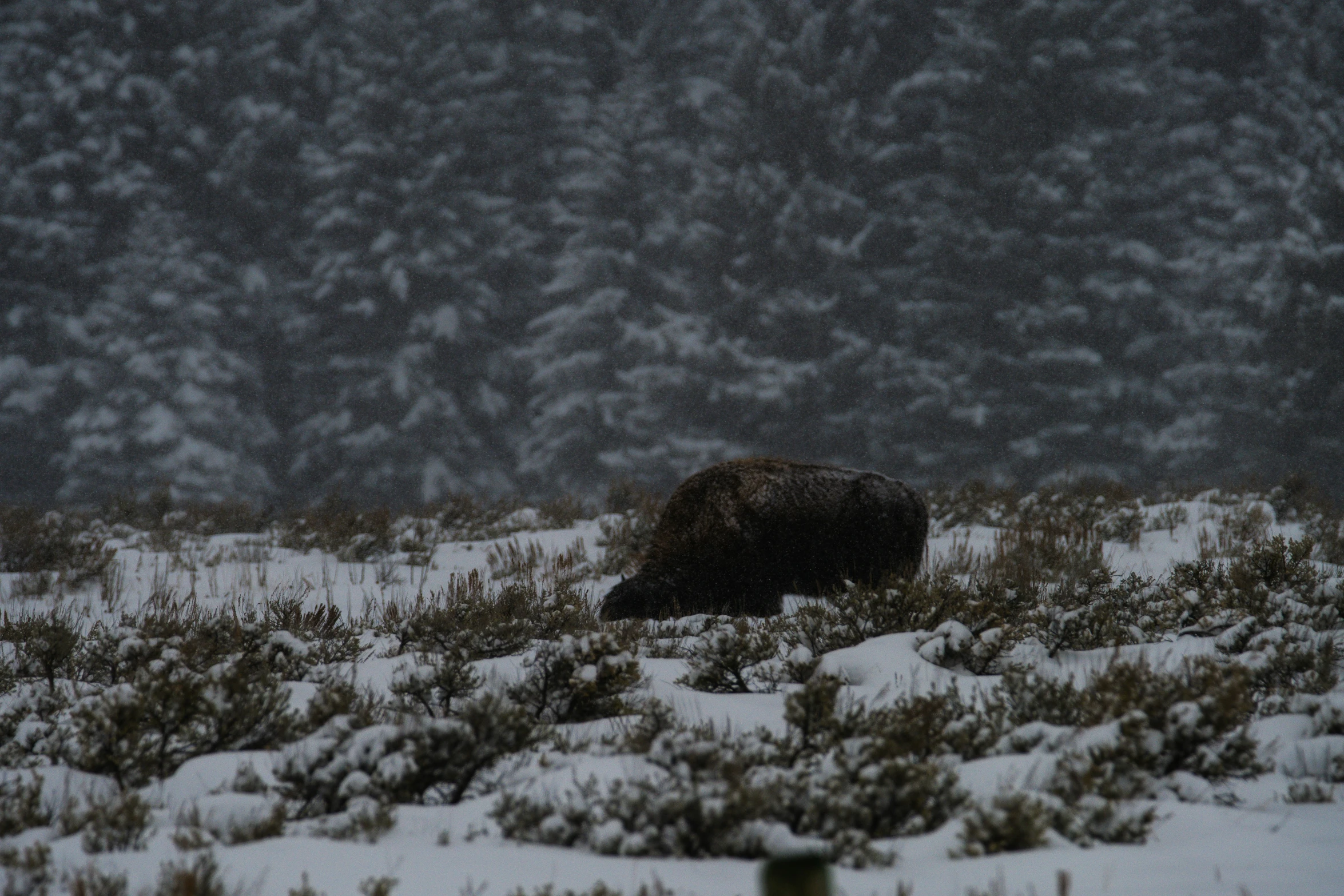 an animal in the snow during the winter