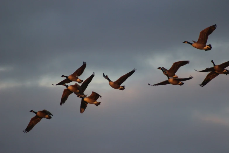 a flock of geese fly together in the sky