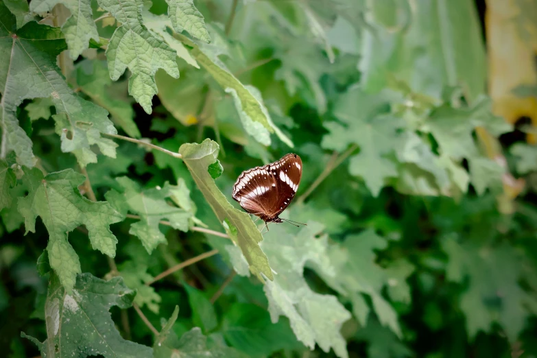 the large brown and white erfly sits on a leafy nch