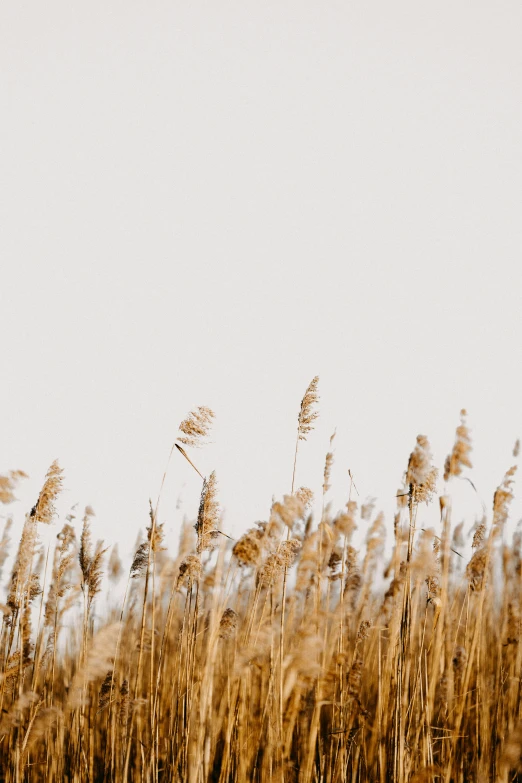 a field full of tall brown grasses on top of a sandy beach