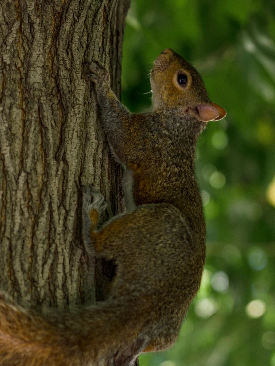 the squirrel is climbing on a tree nch