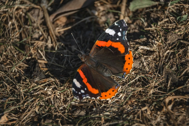 an orange and black erfly in the grass