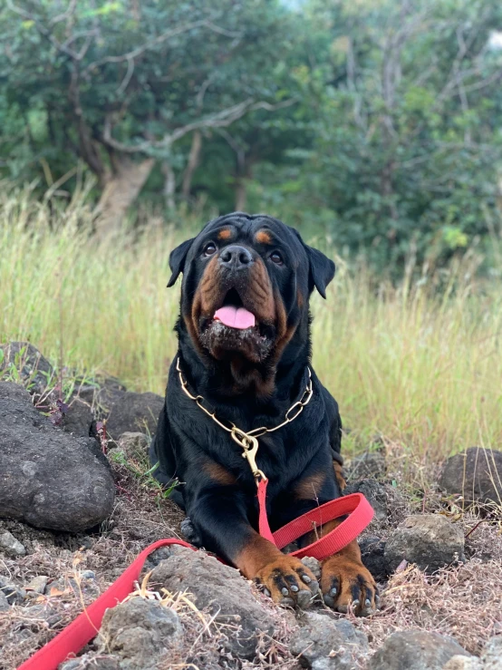 a dog laying on the ground with its tongue out