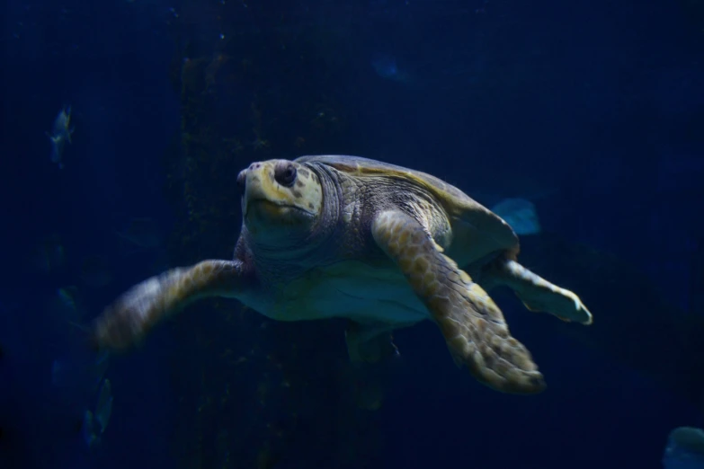 a close - up of a green sea turtle in an aquarium