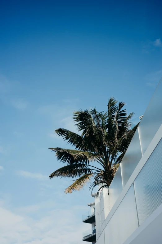 a palm tree in front of a white building