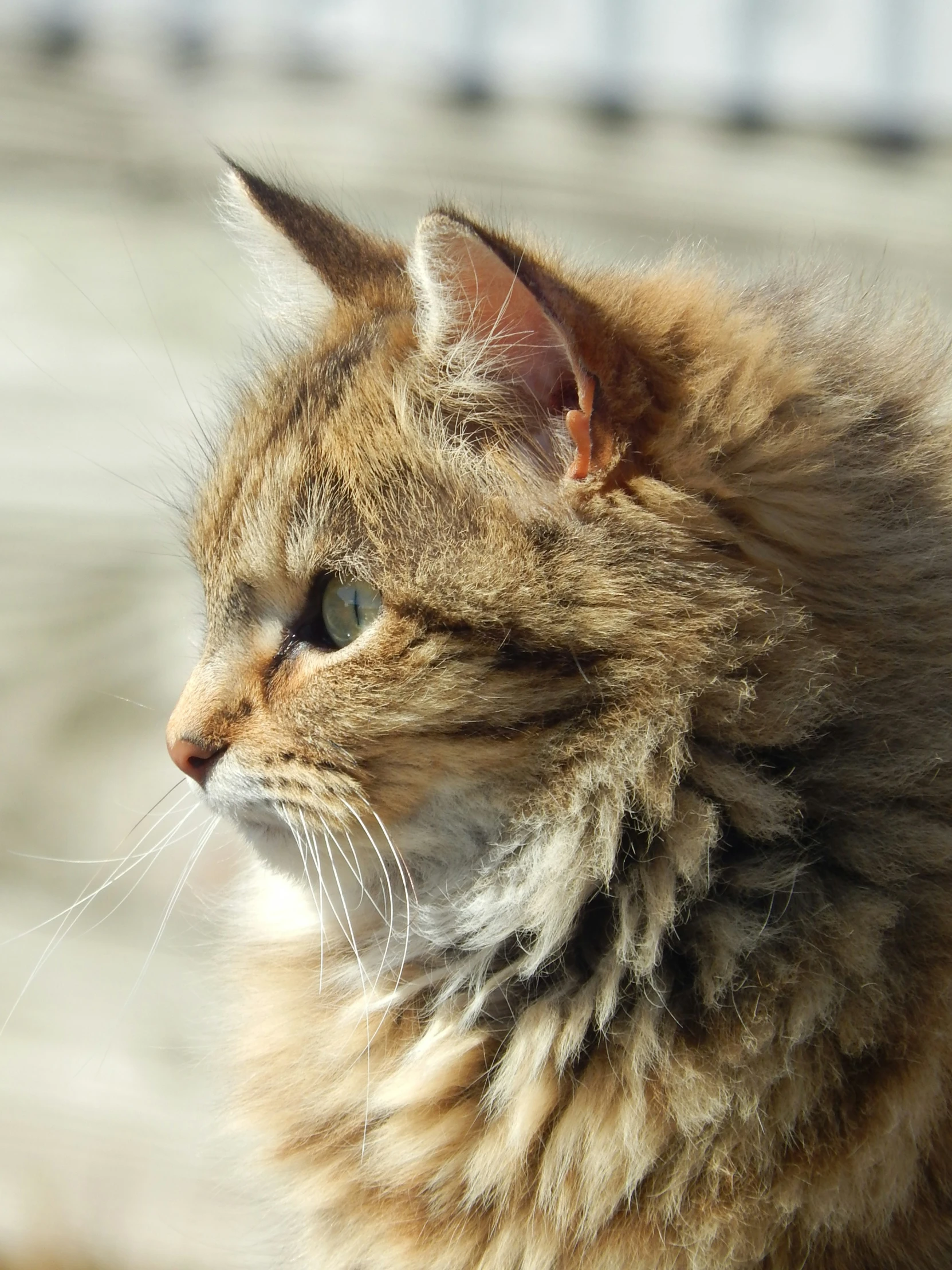 a cat stares intently out over his shoulder